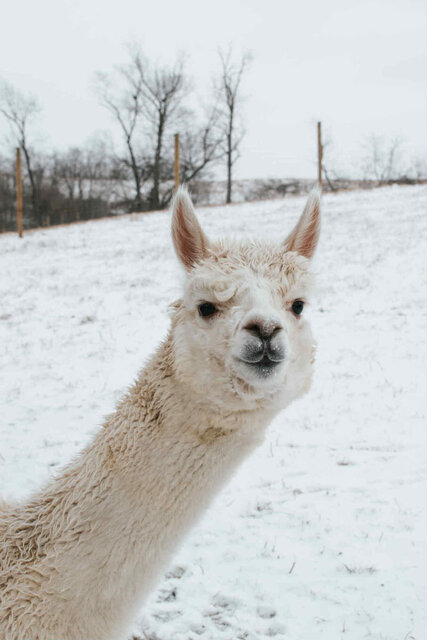 Image 14 for Twilight Cabin