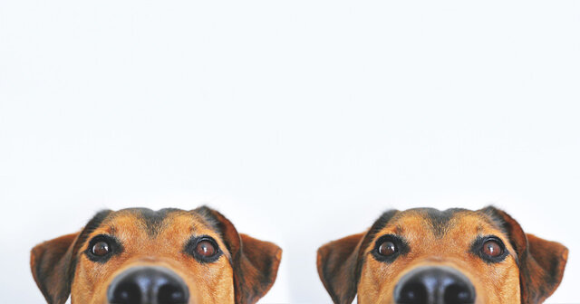 Image 1 for 2nd Pet Fee