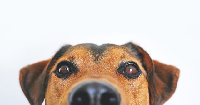 Image 1 for 1st Pet Fee