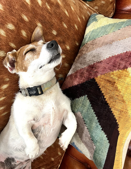 Image 1 for Pet Fee