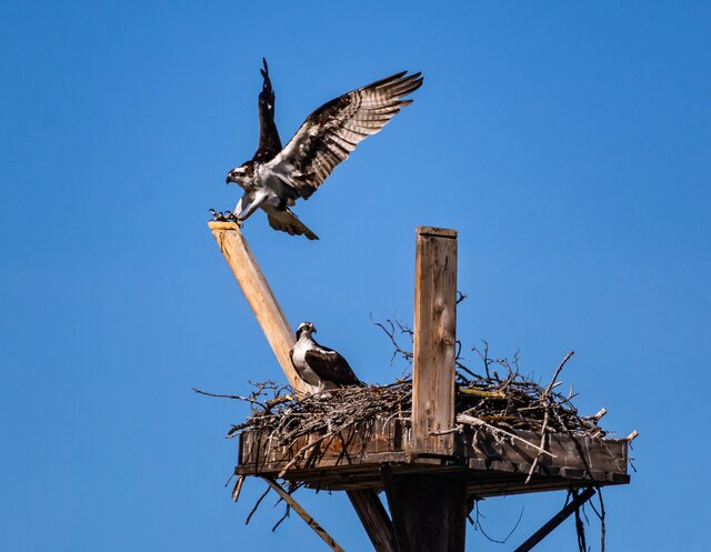 Image 1 for 13 Osprey's Nest