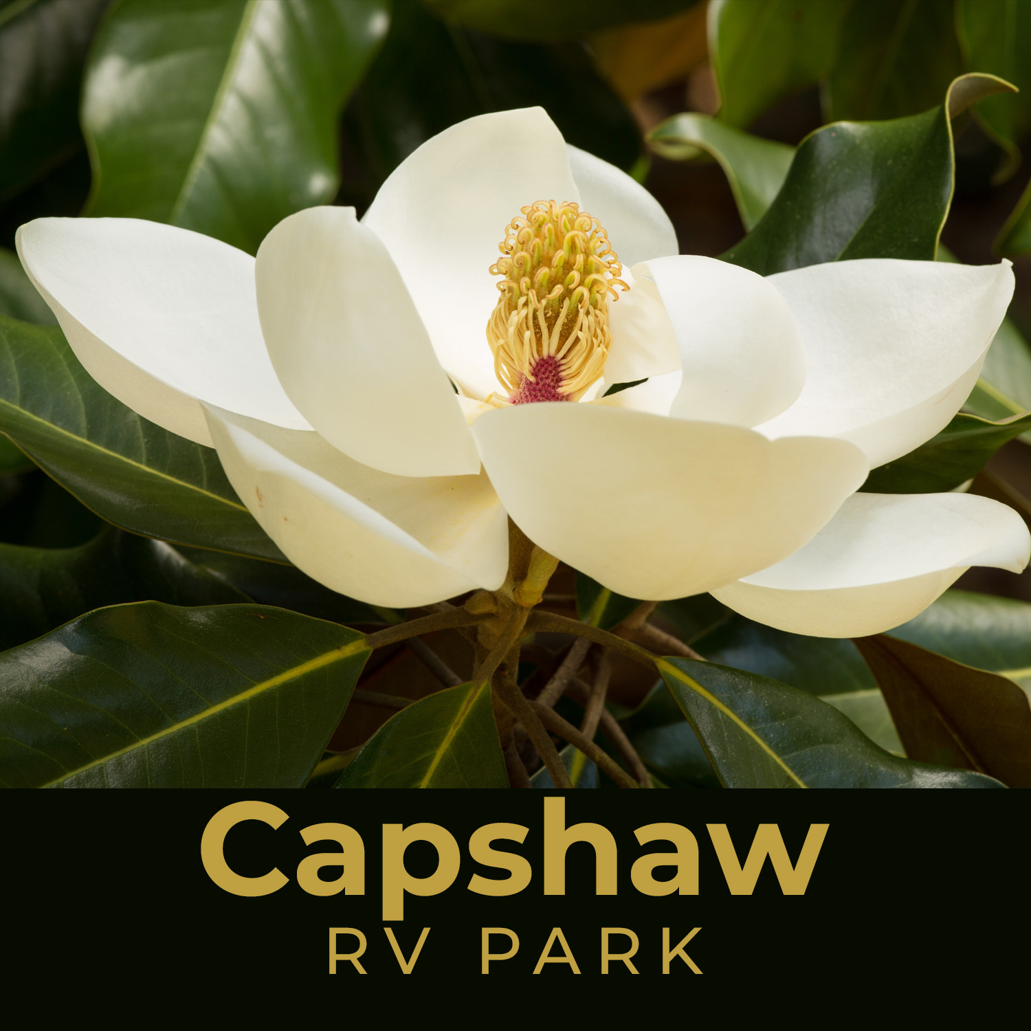 Capshaw RV Park