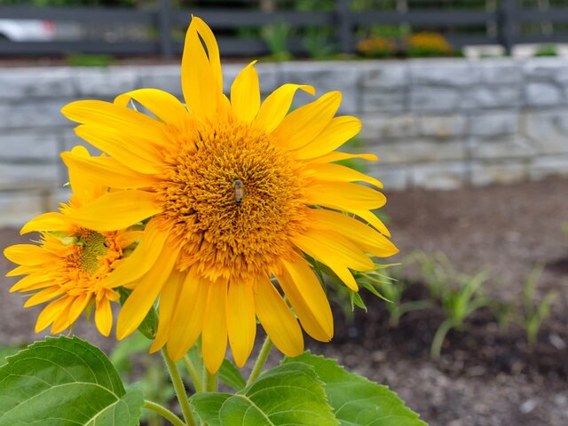 Image 11 for 2 Bunk Glamping Cabins