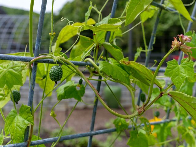 Image 10 for 2 Bunk Glamping Cabins