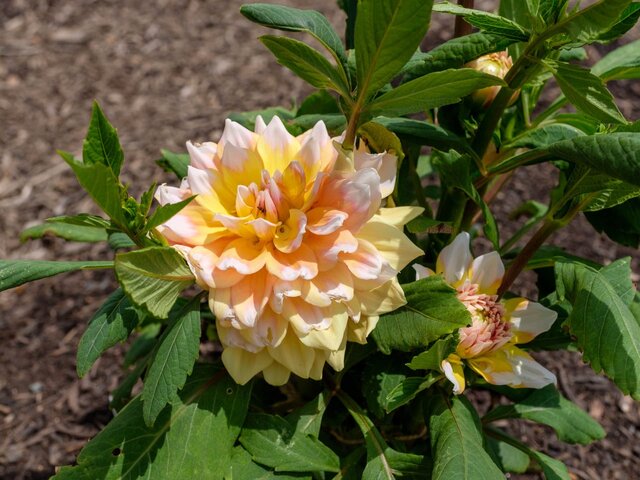 Image 14 for 2 Bunk Glamping Cabins