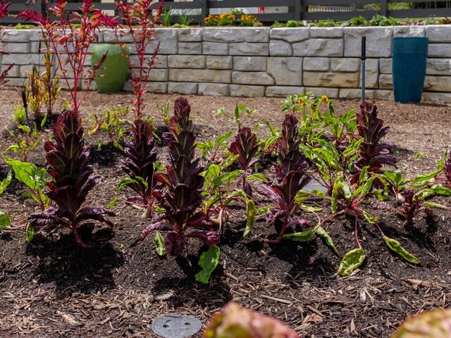 Image 14 for 2 Bunk Glamping Cabins