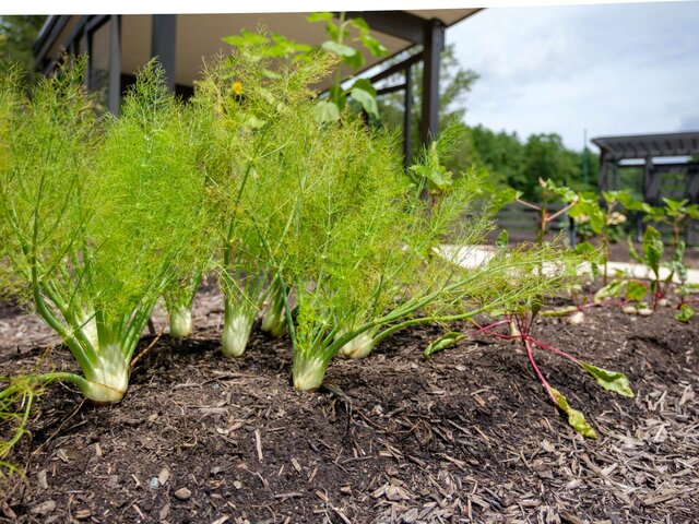 Image 15 for 2 Bunk Glamping Cabins