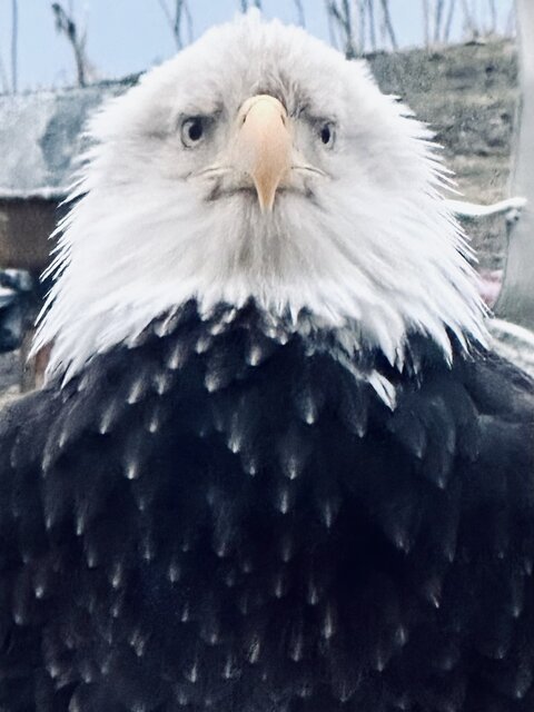 Image 20 for Paradise Suites Eagle's Nest