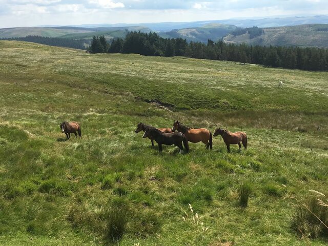 Image 8 for Seren Fach