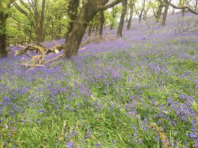 Image 19 for Seren Fach