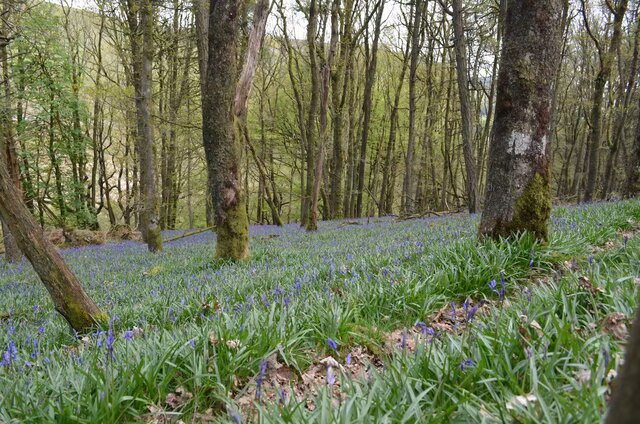 Image 13 for Seren Fach