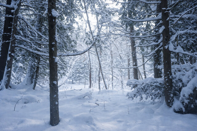 Image 10 for Maple Cabin