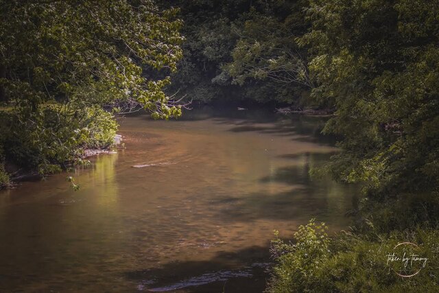 Image 5 for Mountain Roots