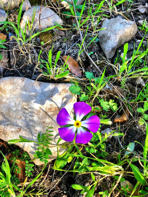 Image 16 for Log House-2 bedroom near Medina Lake