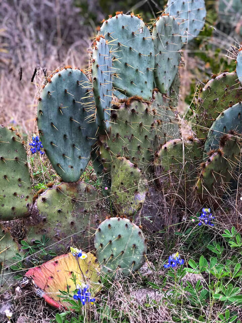 Image 18 for Log House-2 bedroom near Medina Lake