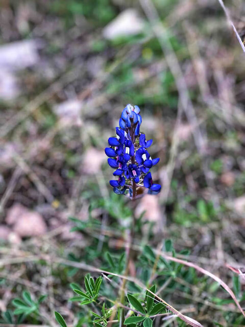 Image 17 for Log House-2 bedroom near Medina Lake