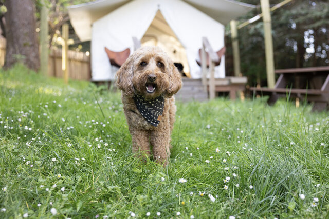 Image 1 for Pup Package $178