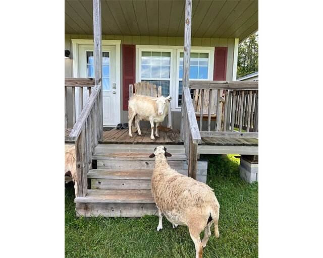 Image 4 for TerraStay Farm Cabin 2: in Saxapahaw, 1/2 mi walk!