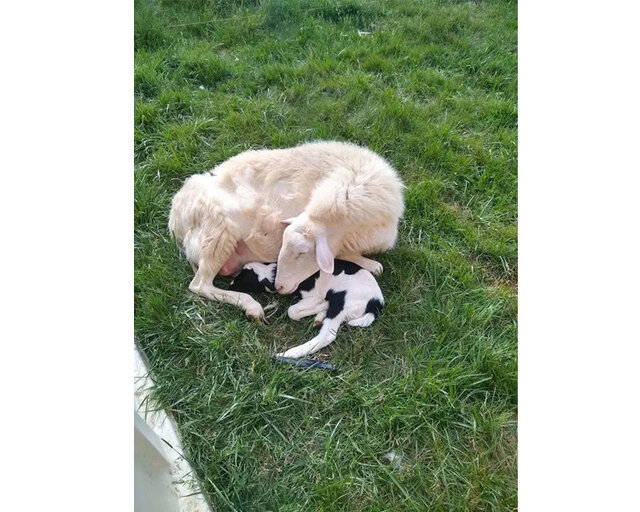 Image 9 for Farm-Stay Cabin with Ramp, Partially Accessible