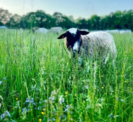 Image 1 for Early Arrival 11 a.m.