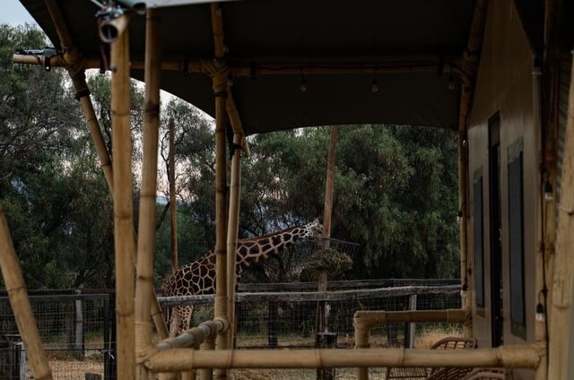 Imagen 8 de Glamping Nyumbu (Ñu)