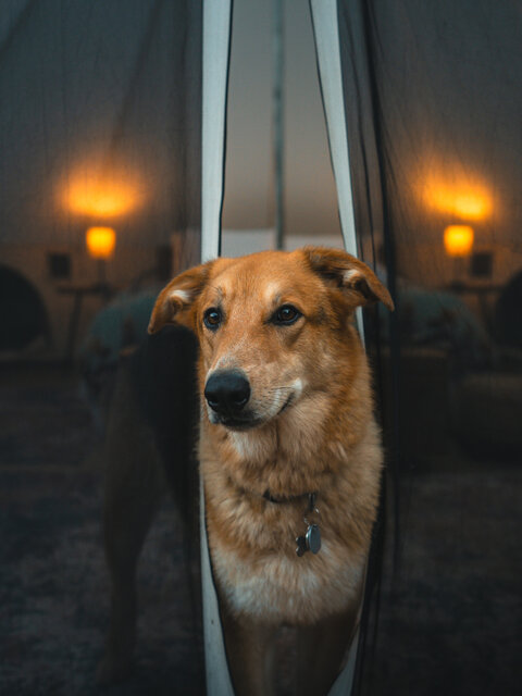 Image 8 for 05 Bell Tent Site