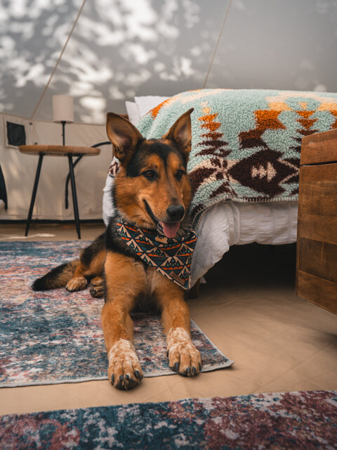 Image 7 for 02 Bell Tent Site