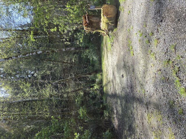 Image 3 for Alderwoods More Private Tent Site