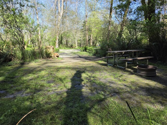 Image 2 for Alderwoods More Private Tent Site