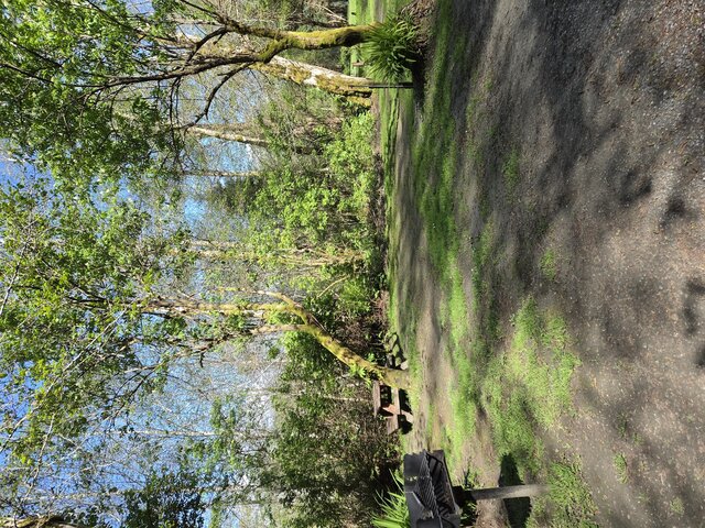 Image 2 for Alderwoods More Private Tent Site
