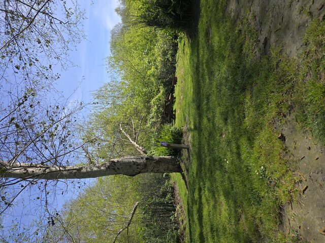 Image 4 for Riverwoods Remote Tent Site