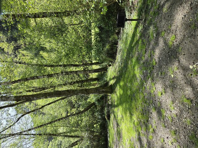 Image 4 for Alderwoods More Private Tent Site