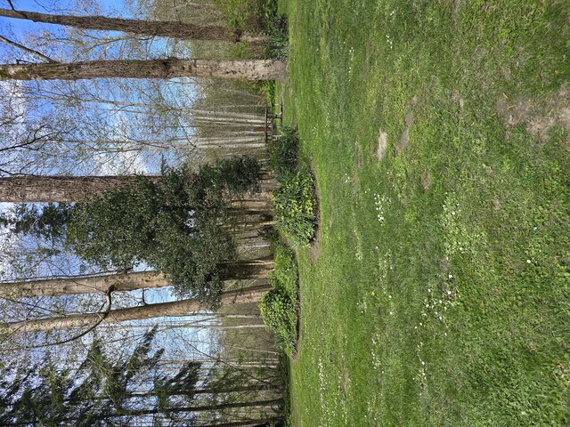 Image 2 for Alderwoods Standard Tent Site