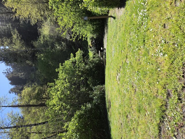 Image 3 for Alderwoods More Private Tent Site