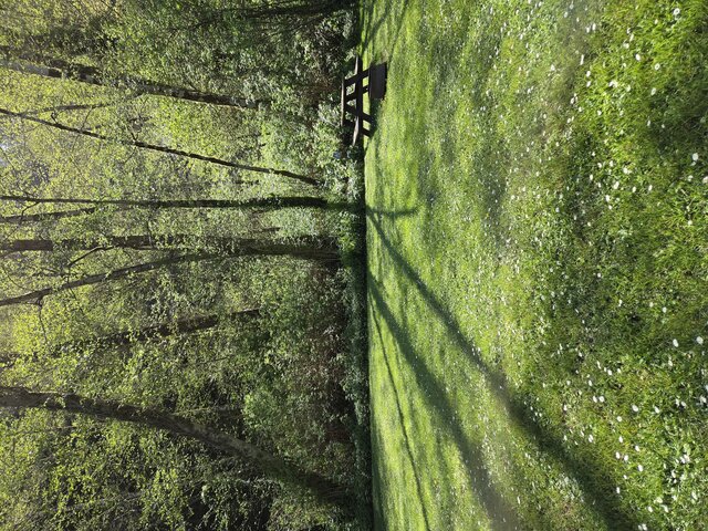 Image 1 for Cathedral Standard Tent Sites