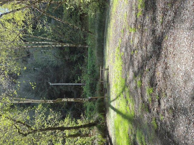 Image 1 for Alderwoods Standard Tent Site