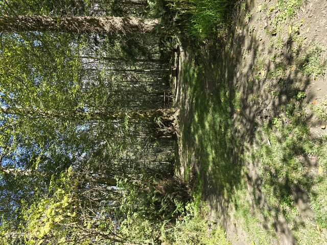 Image 4 for Alderwoods Standard Tent Site