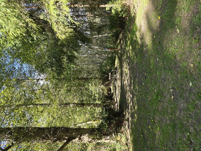 Image 2 for Alderwoods Standard Tent Site