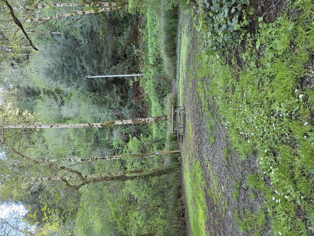 Image 4 for Alderwoods Standard Tent Site