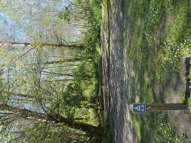 Image 5 for Alderwoods More Private Tent Site