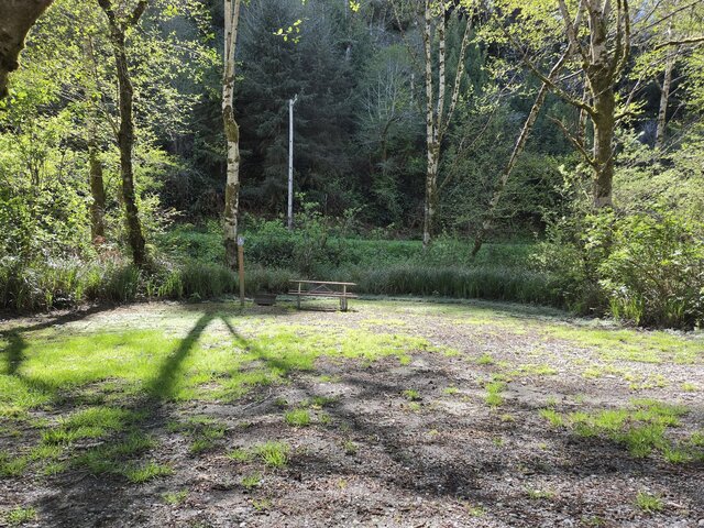 Image 2 for Alderwoods Standard Tent Site
