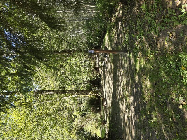 Image 5 for Alderwoods Standard Tent Site