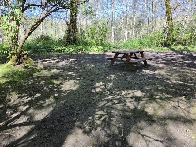 Image 2 for Alderwoods More Private Tent Site