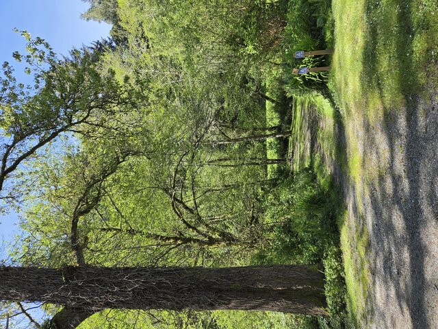Image 1 for Alderwoods More Private Tent Site