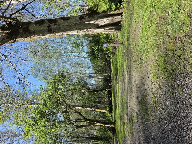 Image 4 for Alderwoods More Private Tent Site