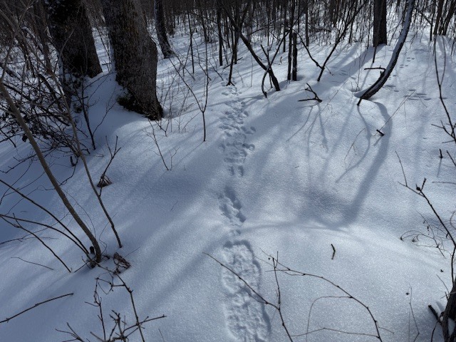 Image 6 for Winter Happenings