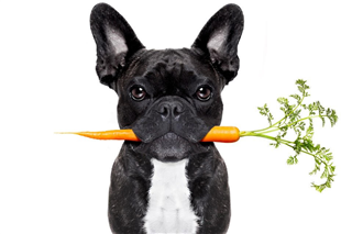 Image 1 for Pet Premium