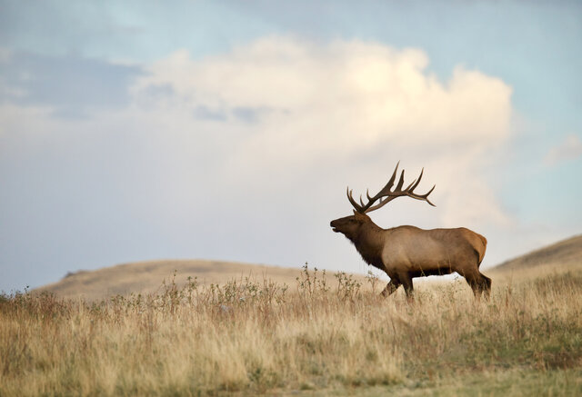 Image 1 for Wild Range Tour - Per Person