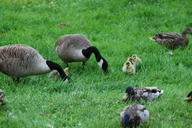 Image 18 for Family Suite | Sleeps 8