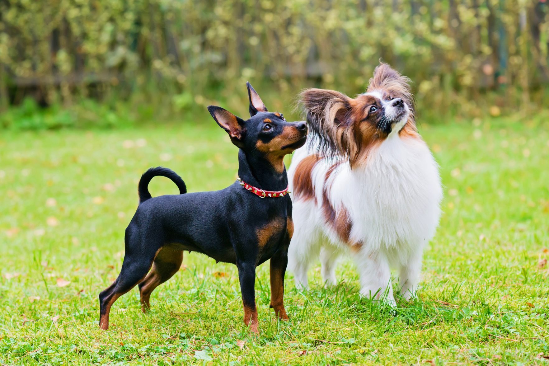 Image for Pet Fee